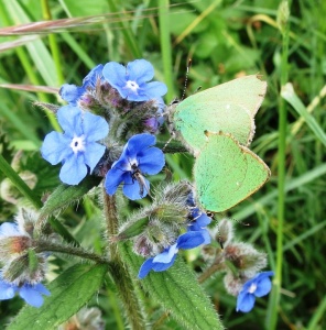 green hairstreak (Callophrys rubi) Kenneth Noble