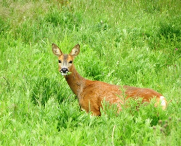 roe deer (Capreolus capreolus) Kenneth Noble