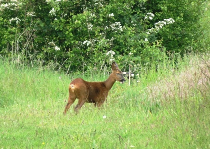 roe deer (Capreolus capreolus) Kenneth Noble