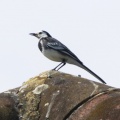 pied wagtail (Motacilla alba) Kenneth Noble
