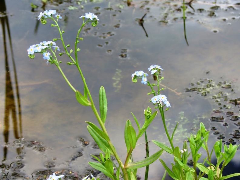 water forget-me-not ex IMG_0728 (1000).JPG