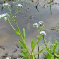 water forget-me-not (Myosotis scorpioides) Kenneth Noble