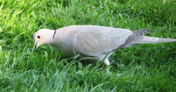 collared dove (Streptopelia ) Kenneth Noble