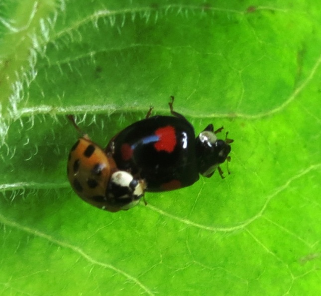 harlequin ladybirds ex IMG 0842 (1000) - harlequin ladybirds ex IMG_0842 (1000).JPG harlequin ladybirds ex IMG_0842 (1000).JPG