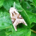 angle shades (Phlogophora meticulasa) Kenneth Noble 