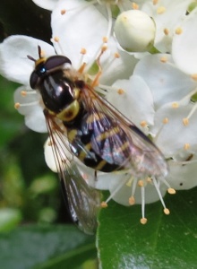 Dasysyrphus albostriatus