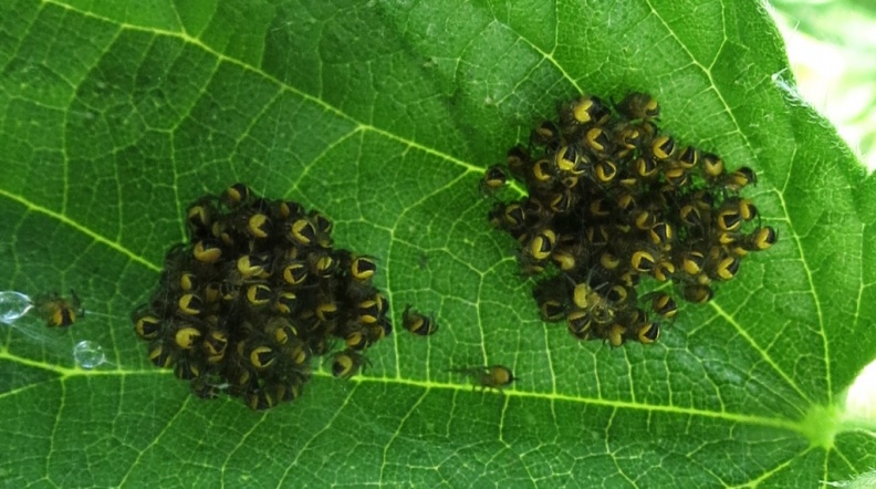 Surrey, May 2020 Araneus diadematus.JPG