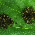 Araneus diadematus