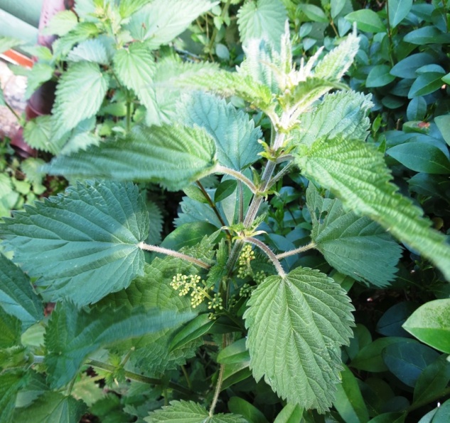 stinging nettle.JPG