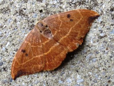 oak hook-tip