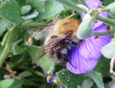 Common carder bumblebee (Bombus pascuorum)