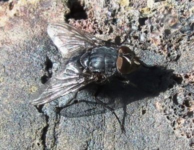 bluebottle (Calliphora vomitoria)