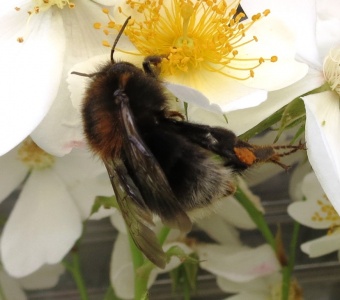 Bombus hypnorum