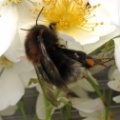 Bombus hypnorum
