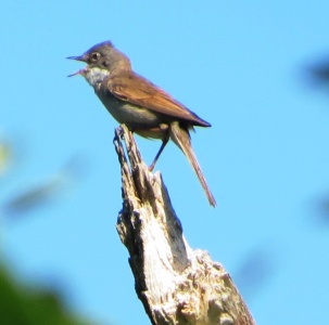 common whitethroat