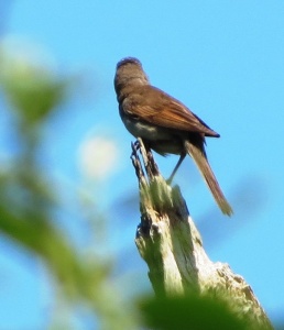 common whitethroat (Sylvia communis )