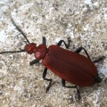 common cardinal beetle (Pyrochroa serraticornis) Kenneth Noble