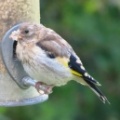 goldfinch (Carduelis carduelis) Kenneth Noble
