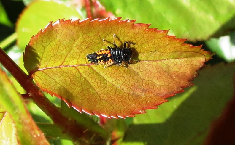 harlequin ladybird larva ex IMG_1729 (1000).JPG