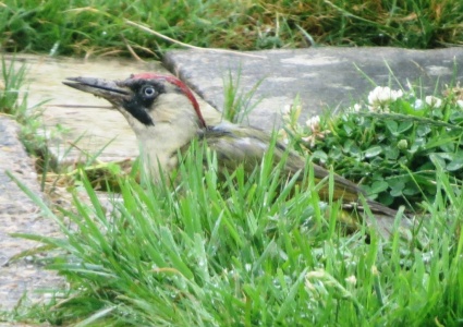 green woodpecker - Picus viridis