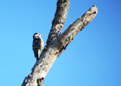 Lesser spotted woodpecker - Dendrocopos minor