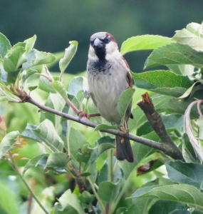 house sparrow (Passer domesticus) Kenneth Noble