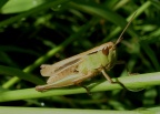 lesser marsh grasshopper (Chorthippus albomarginatus)