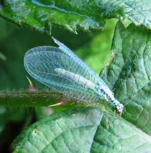 Chrysopa perla