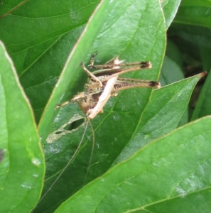 dark bush-cricket (Pholidoptera griseoaptera) Kenneth Noble