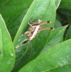 dark bush-cricket (Pholidoptera griseoaptera) Kenneth Noble