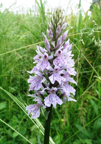 common spotted orchid ex IMG_2009 (1000).JPG