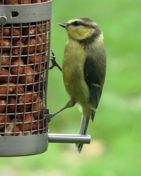 blue tit ex IMG 1985 (1000) - blue tit ex IMG_1985 (1000).JPG blue tit ex IMG_1985 (1000).JPG