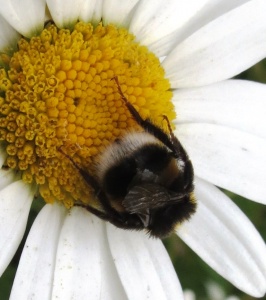 buff-tailed bumblebee (Bombus terrestris) Kenneth Noble