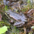 marsh frog () Kenneth Noble