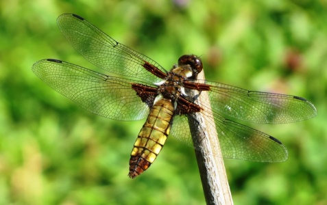 broad-bodied chaser (Libellula depressa)