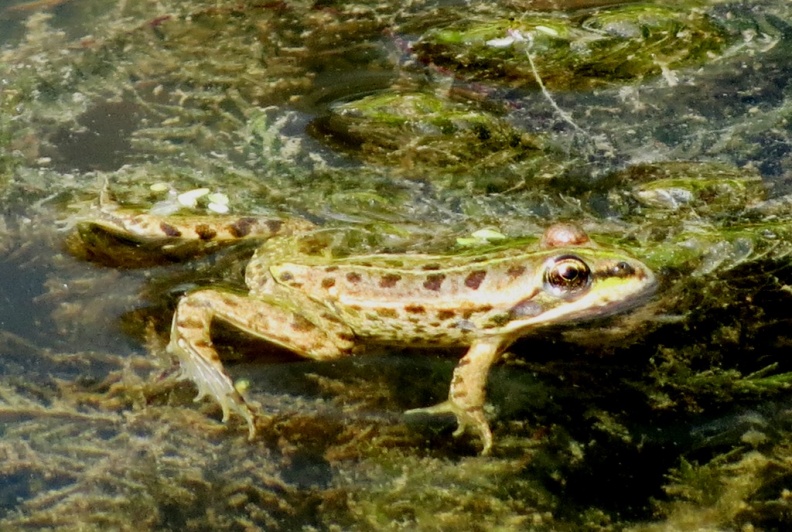 frog ex IMG 2085 (1000) - frog ex IMG_2085 (1000).JPG frog ex IMG_2085 (1000).JPG
