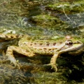 frog ex IMG 2085 (1000)