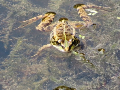 marsh frog (Pelophylax ridibundus) Kenneth Noble
