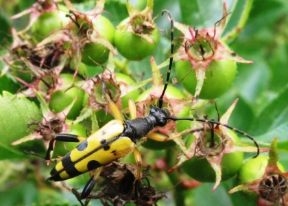 Rutpela maculata