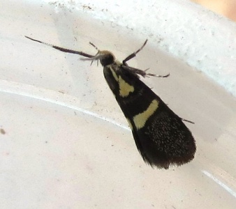 Dasycera oliviella - Kenneth Noble