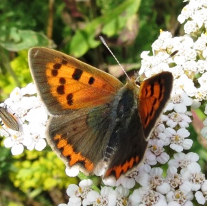 small copper (Lycaena phlaeas) Kenneth Noble