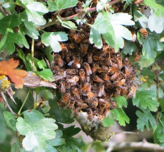 honey bee swarm (Apis mellifera) Kenneth Noble