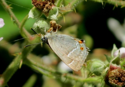 purple hairstreak (Favonious quercus) Kenneth Noble