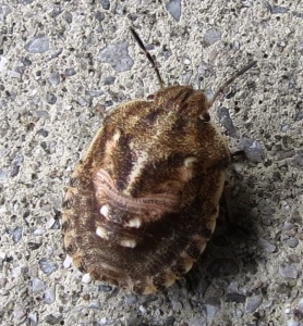 Eurygaster testudinaria (tortoise bug) Kenneth Noble