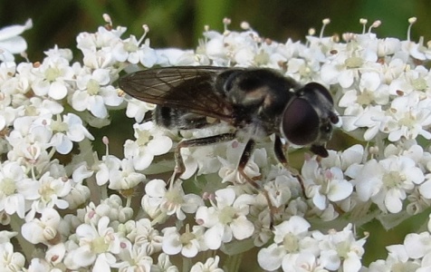 Cheilosia sp. - Kenneth Noble
