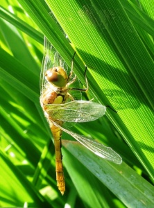 common darter (Sympetrum striolatum) Kenneth Noble