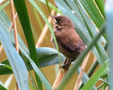 reed warbler (Acrocephalus ) Kenneth Noble