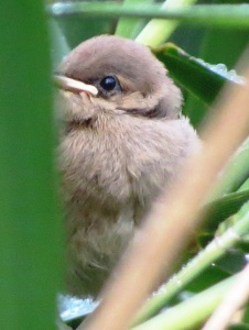 reed warbler (Acrocephalus scirpaceus) Kenneth Noble