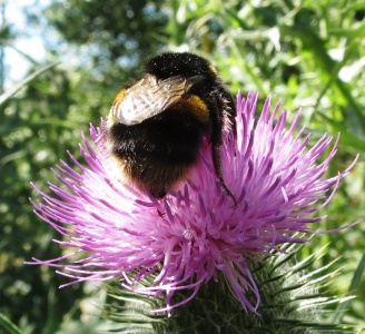 Buff-tailed bumblebee (Bombus terrestris) Kenneth Noble