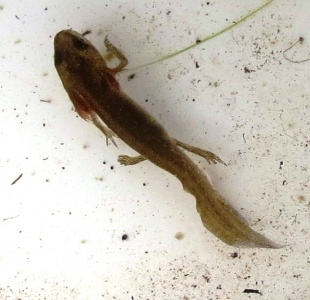 smooth newt () Kenneth Noble